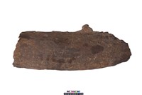 藏品(象骨)的圖片