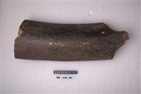 藏品(象肋骨)的圖片