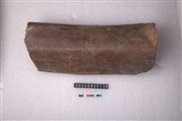 藏品(象肋骨)的圖片