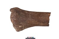 藏品(象股骨)的圖片