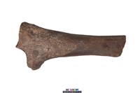 藏品(象肱骨)的圖片