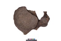 藏品(象頸椎)的圖片