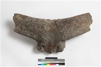 藏品(牛頭骨角)的圖片