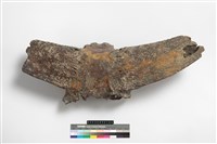 藏品(牛頭骨角)的圖片