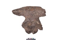 藏品(牛頭骨)的圖片