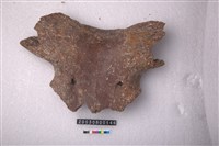 藏品(牛頭骨)的圖片