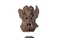 藏品(牛頭骨)的圖片