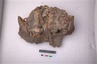 藏品(牛頭骨)的圖片