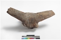 藏品(牛頭骨角)的圖片