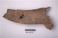 藏品(牛角)的圖片