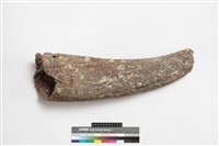 藏品(牛角)的圖片