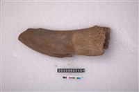 藏品(牛角)的圖片