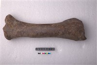 藏品(牛脛骨)的圖片