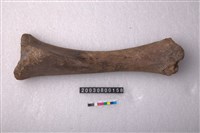 藏品(牛脛骨)的圖片