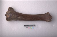 藏品(牛脛骨)的圖片