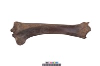 藏品(牛脛骨)的圖片