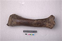 藏品(牛股骨)的圖片