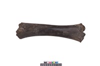 藏品(牛脛骨)的圖片