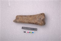 藏品(牛骨)的圖片