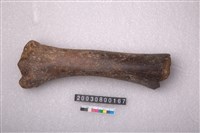 藏品(馬脛骨)的圖片