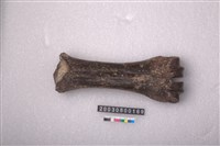 藏品(馬掌骨)的圖片