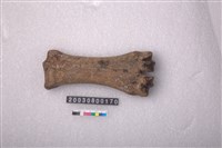 藏品(牛掌骨)的圖片
