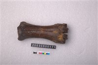 藏品(牛掌骨)的圖片