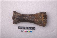 藏品(牛掌骨)的圖片