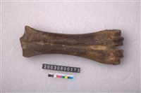 藏品(牛掌骨)的圖片