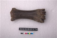 藏品(牛掌骨)的圖片