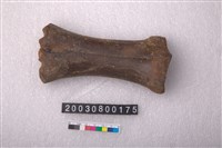 藏品(牛掌骨)的圖片
