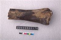 藏品(牛掌骨)的圖片