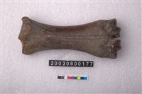 藏品(牛掌骨)的圖片
