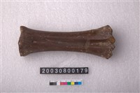 藏品(牛掌骨)的圖片