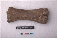 藏品(牛掌骨)的圖片