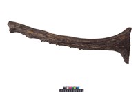 藏品(四不像角)的圖片