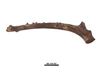 藏品(四不像角)的圖片