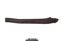 藏品(鹿角)的圖片