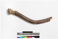 藏品(鹿角)的圖片