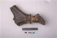 藏品(鹿角)的圖片