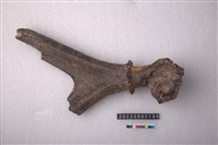 藏品(鹿角)的圖片