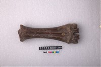 藏品(牛掌骨)的圖片