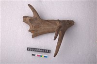 藏品(四不像角)的圖片