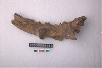 藏品(四不像角)的圖片