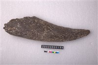 藏品(牛角)的圖片