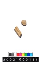 藏品(獸骨)的圖片