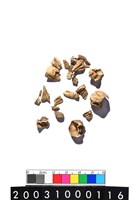 藏品(豬牙)的圖片