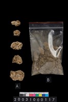 藏品(獸骨)的圖片