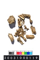 藏品(鹿齒)的圖片