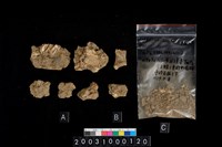 藏品(獸骨齒)的圖片